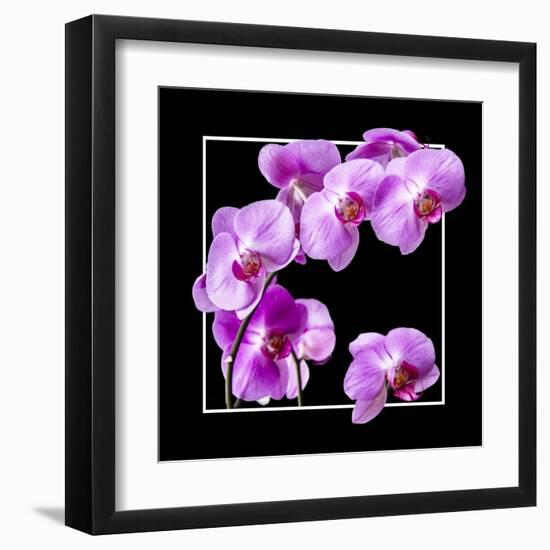 Orchids on Black IV-Alan Hausenflock-Framed Art Print