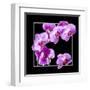 Orchids on Black IV-Alan Hausenflock-Framed Art Print