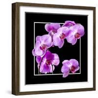 Orchids on Black IV-Alan Hausenflock-Framed Art Print