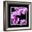 Orchids on Black IV-Alan Hausenflock-Framed Art Print