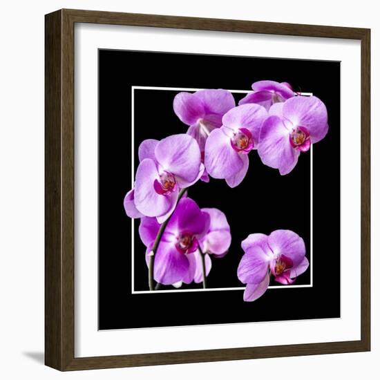 Orchids on Black IV-Alan Hausenflock-Framed Art Print