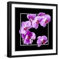 Orchids on Black IV-Alan Hausenflock-Framed Art Print