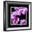 Orchids on Black IV-Alan Hausenflock-Framed Art Print