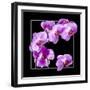 Orchids on Black IV-Alan Hausenflock-Framed Art Print