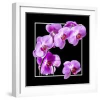 Orchids on Black IV-Alan Hausenflock-Framed Art Print