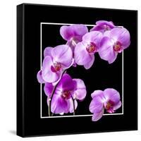 Orchids on Black IV-Alan Hausenflock-Framed Stretched Canvas