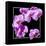 Orchids on Black IV-Alan Hausenflock-Framed Stretched Canvas