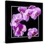 Orchids on Black IV-Alan Hausenflock-Stretched Canvas