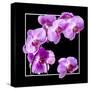 Orchids on Black IV-Alan Hausenflock-Stretched Canvas