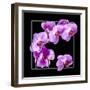 Orchids on Black IV-Alan Hausenflock-Framed Premium Giclee Print
