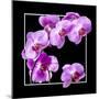 Orchids on Black IV-Alan Hausenflock-Mounted Premium Giclee Print
