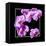 Orchids on Black IV-Alan Hausenflock-Framed Stretched Canvas