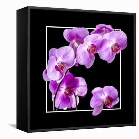 Orchids on Black IV-Alan Hausenflock-Framed Stretched Canvas