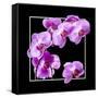 Orchids on Black IV-Alan Hausenflock-Framed Stretched Canvas