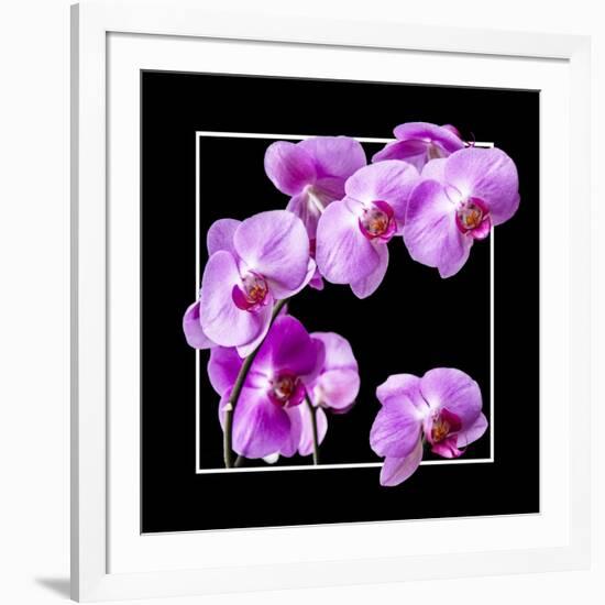 Orchids on Black IV-Alan Hausenflock-Framed Art Print