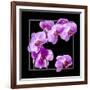 Orchids on Black IV-Alan Hausenflock-Framed Art Print