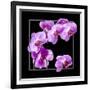 Orchids on Black IV-Alan Hausenflock-Framed Art Print