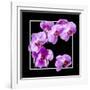 Orchids on Black IV-Alan Hausenflock-Framed Art Print