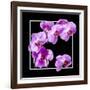 Orchids on Black IV-Alan Hausenflock-Framed Art Print