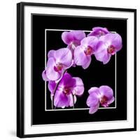 Orchids on Black IV-Alan Hausenflock-Framed Art Print