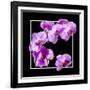 Orchids on Black IV-Alan Hausenflock-Framed Art Print