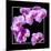 Orchids on Black IV-Alan Hausenflock-Mounted Art Print