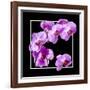 Orchids on Black IV-Alan Hausenflock-Framed Art Print