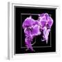 Orchids on Black V-Alan Hausenflock-Framed Premium Giclee Print