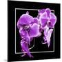 Orchids on Black V-Alan Hausenflock-Mounted Premium Giclee Print
