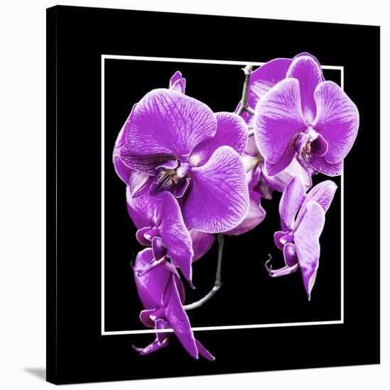 Orchids on Black V-Alan Hausenflock-Stretched Canvas