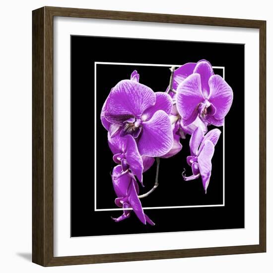 Orchids on Black V-Alan Hausenflock-Framed Art Print