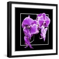 Orchids on Black V-Alan Hausenflock-Framed Art Print