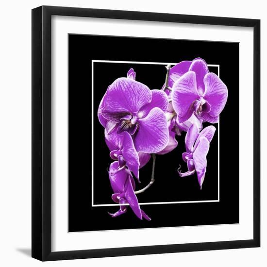 Orchids on Black V-Alan Hausenflock-Framed Art Print