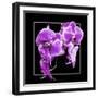 Orchids on Black V-Alan Hausenflock-Framed Art Print