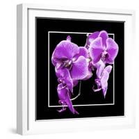 Orchids on Black V-Alan Hausenflock-Framed Art Print