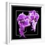 Orchids on Black V-Alan Hausenflock-Framed Art Print