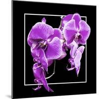 Orchids on Black V-Alan Hausenflock-Mounted Art Print