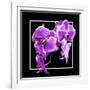 Orchids on Black V-Alan Hausenflock-Framed Art Print