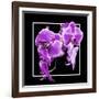 Orchids on Black V-Alan Hausenflock-Framed Art Print
