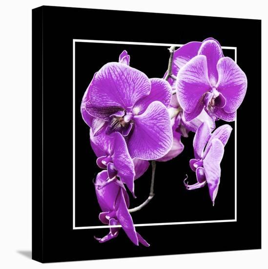 Orchids on Black V-Alan Hausenflock-Stretched Canvas