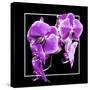 Orchids on Black V-Alan Hausenflock-Stretched Canvas