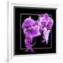 Orchids on Black V-Alan Hausenflock-Framed Art Print