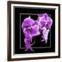 Orchids on Black V-Alan Hausenflock-Framed Art Print