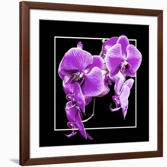 Orchids on Black V-Alan Hausenflock-Framed Art Print