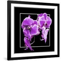 Orchids on Black V-Alan Hausenflock-Framed Art Print