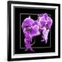 Orchids on Black V-Alan Hausenflock-Framed Art Print