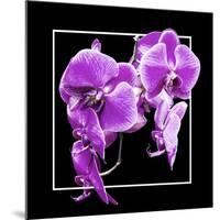 Orchids on Black V-Alan Hausenflock-Mounted Art Print