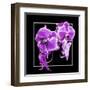 Orchids on Black V-Alan Hausenflock-Framed Art Print