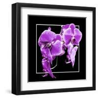 Orchids on Black V-Alan Hausenflock-Framed Art Print