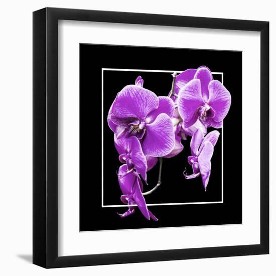 Orchids on Black V-Alan Hausenflock-Framed Art Print